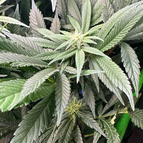 Fuel D.OG #2 Female 49.44g M growlog timeline photo