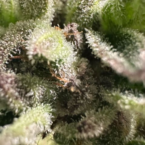 Misc x (LA Kush x Zkittles) #35 28.55g growlog timeline photo