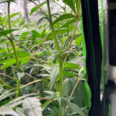 MiscxLAZ #29 C growlog timeline photo