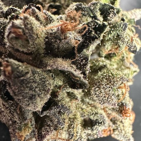 Misc x (LA Kush x Zkittles) #33 19.08g growlog photo: 19g total put in Grove bag