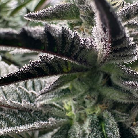 MiscxLAZ #22 C 42.33g growlog timeline photo