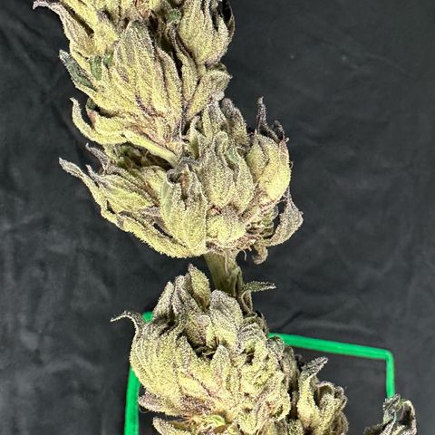 Misc x (LA Kush x Zkittles) #33 19.08g growlog photo: Moved to plastic bag