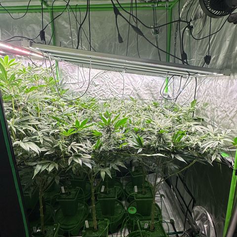 Fuel D.OG #1 Female 47.36g growlog timeline photo