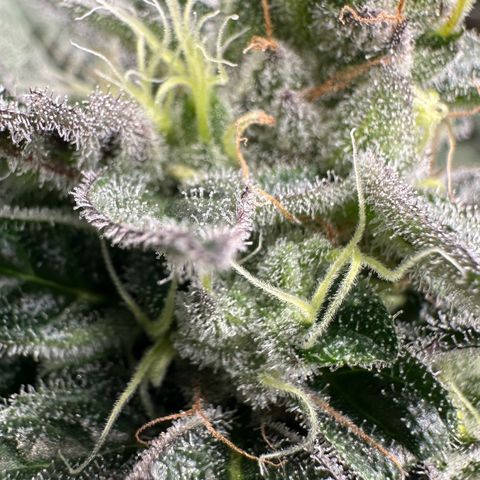 CxLAZ #03 C #1 58.58g growlog timeline photo