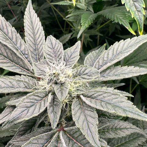 CxLAZ #20 C1 25g growlog timeline photo
