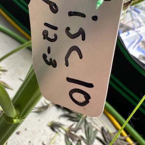 Misc x (LA Kush x Zkittles) #10 growlog photo: Harvest day