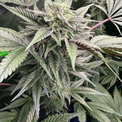 CxLAZ #03 C #1 58.58g growlog timeline photo