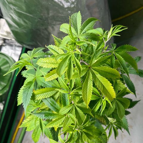 MiscxLAZ 5-4 34.63g growlog photo: Lollipopped and flipped to flower