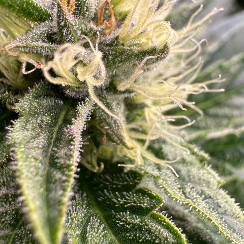 Fuel D.OG #1 Female 47.36g growlog timeline photo