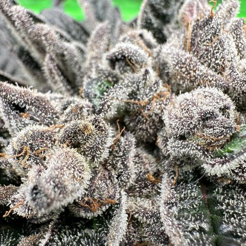 Misc x (LA Kush x Zkittles) #27 33.12g growlog timeline photo