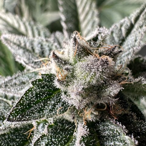 MiscxLAZ #29 C growlog timeline photo