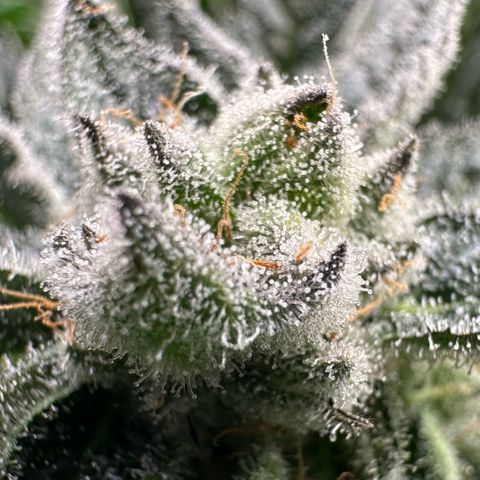 MiscxLAZ #29 C growlog timeline photo