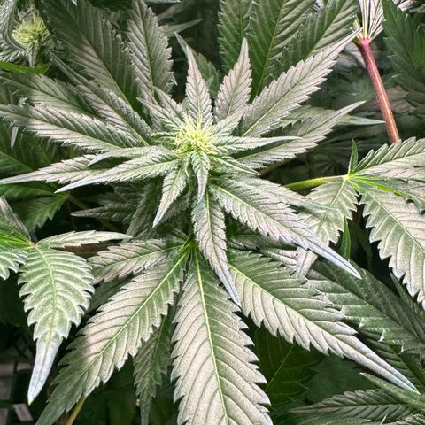 Fuel D.OG #1 Female 47.36g growlog timeline photo