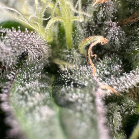 CxLAZ #03 C #1 58.58g growlog timeline photo