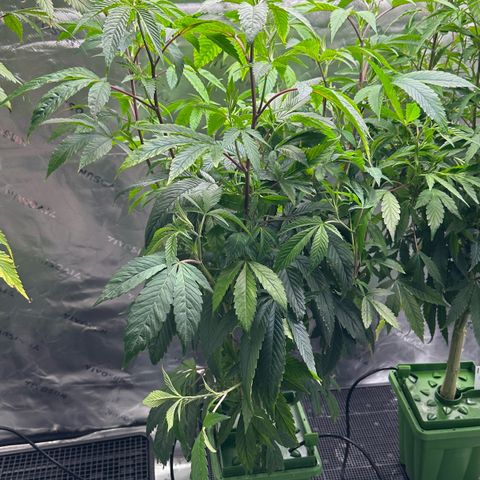 MiscxLAZ #26 C #2 growlog timeline photo
