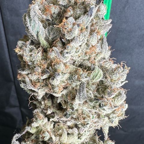CxLAZ #24 37.13g growlog photo: Moved to plastic bag
