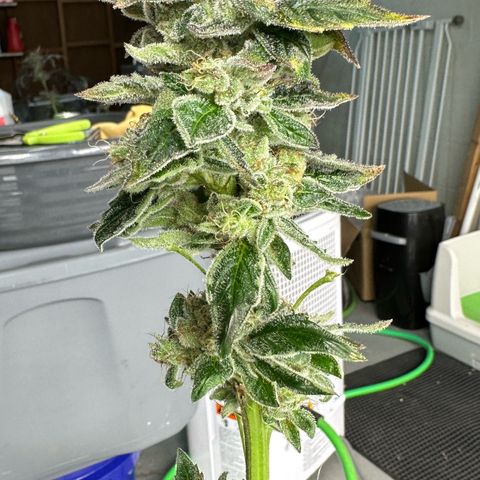 Misc x (LA Kush x Zkittles) #04 10.54g growlog photo: Harvest day