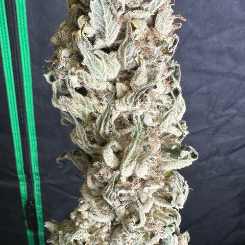 CxLAZ #15 52g growlog photo: Moved to plastic bag