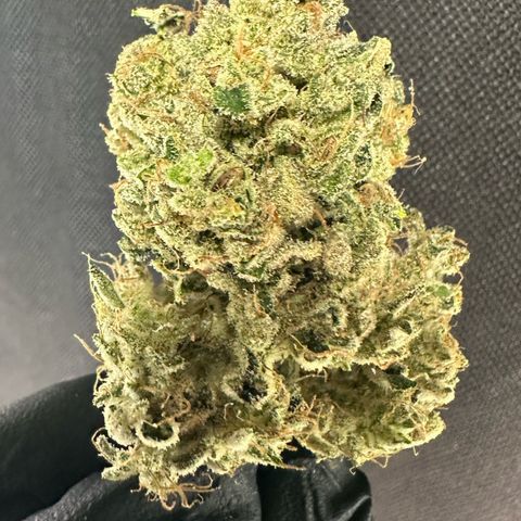 CxLAZ #15 52g growlog timeline photo