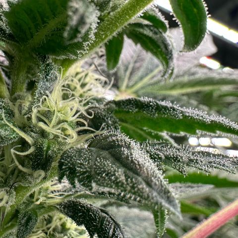 CxLAZ #31 C growlog timeline photo