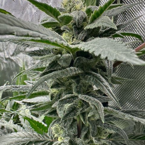 MiscxLAZ #08 C #1 growlog timeline photo