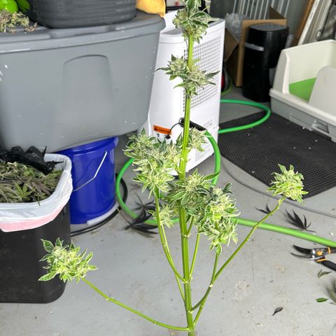Misc x (LA Kush x Zkittles) #04 10.54g growlog photo: Harvest day