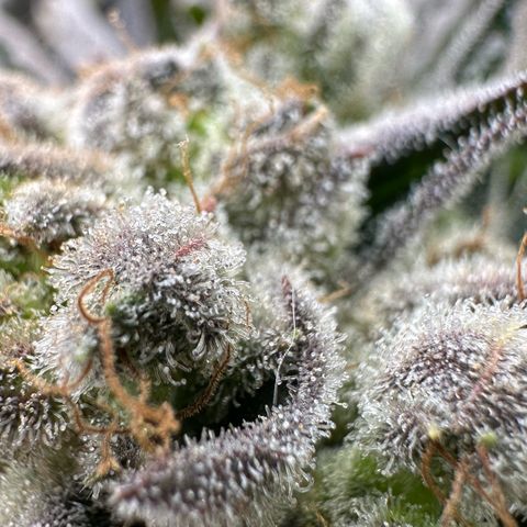 Misc x (LA Kush x Zkittles) #26 60.7g growlog timeline photo