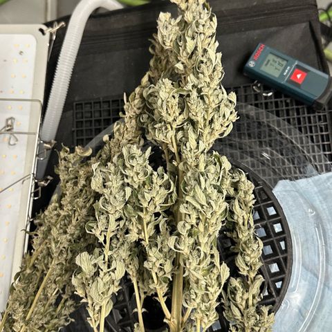Shaman growlog timeline photo