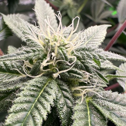 CxLAZ #03 C #1 58.58g growlog timeline photo