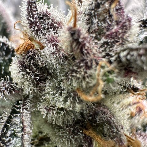CxLAZ #03 45.52g growlog timeline photo