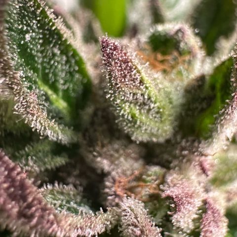 Misc x (LA Kush x Zkittles) #35 28.55g growlog timeline photo