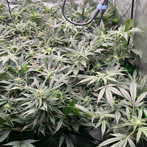 Fuel D.OG #1 Female 47.36g growlog timeline photo