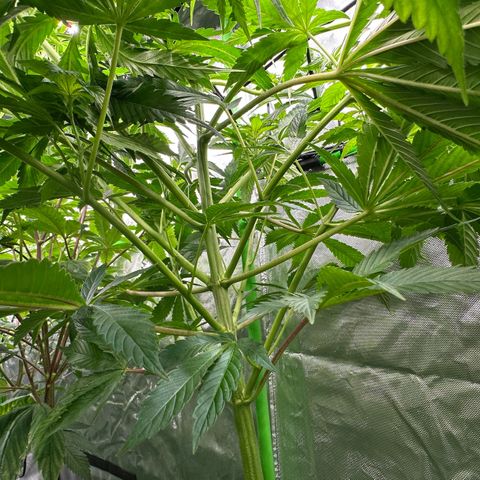 Fuel D.OG #2 Female 49.44g M growlog timeline photo