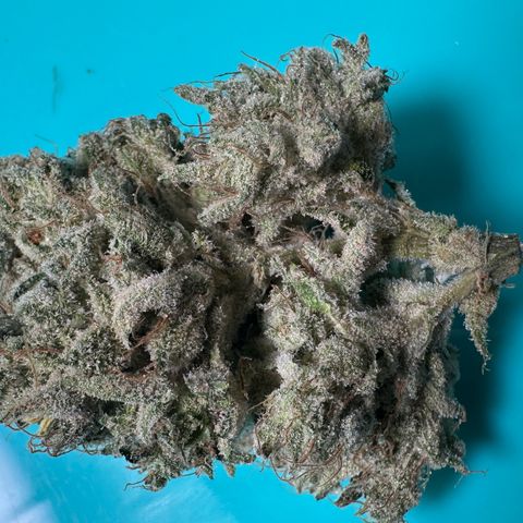 CxLAZ #15 52g growlog photo: Seeded bud