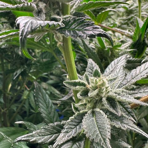 MiscxLAZ #29 C growlog timeline photo