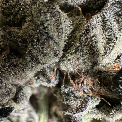 Misc x (LA Kush x Zkittles) #27 33.12g growlog photo: Moved to plastic bag