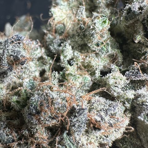 CxLAZ #24 37.13g growlog timeline photo