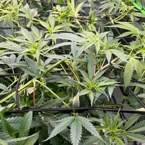 MiscxLAZ #08 C #1 growlog timeline photo