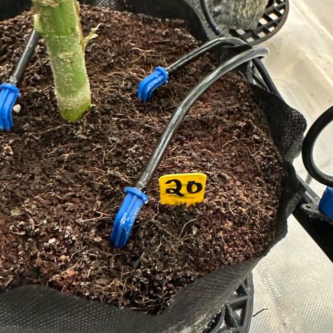 CxLAZ #20 13.7g growlog timeline photo