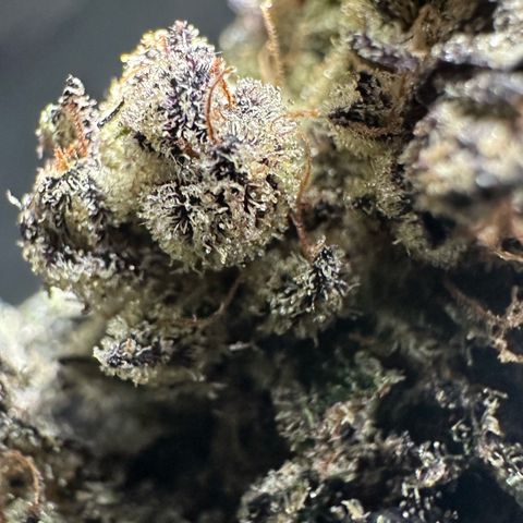 Misc x (LA Kush x Zkittles) #22 34.14g growlog timeline photo