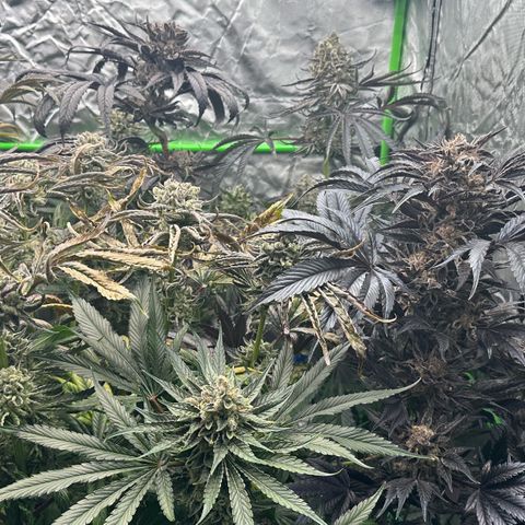 CxLAZ #16 50.72g growlog timeline photo