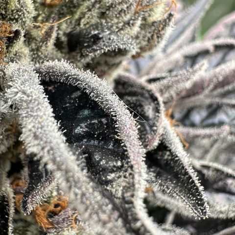 CxLAZ #03 45.52g growlog timeline photo