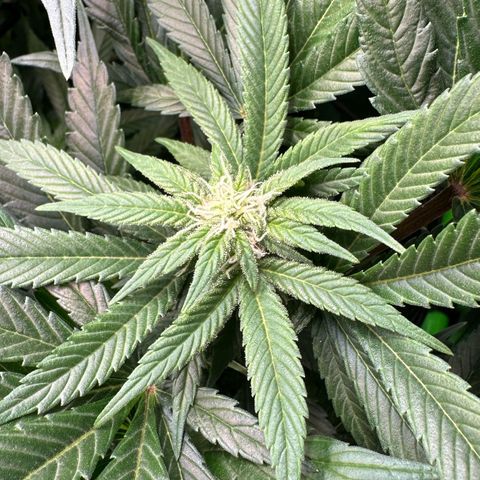 Fuel D.OG #2 Female 49.44g M growlog timeline photo