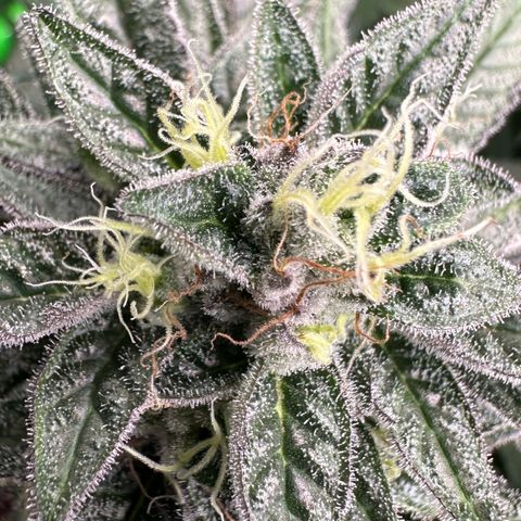 CxLAZ #03 C #1 58.58g growlog timeline photo