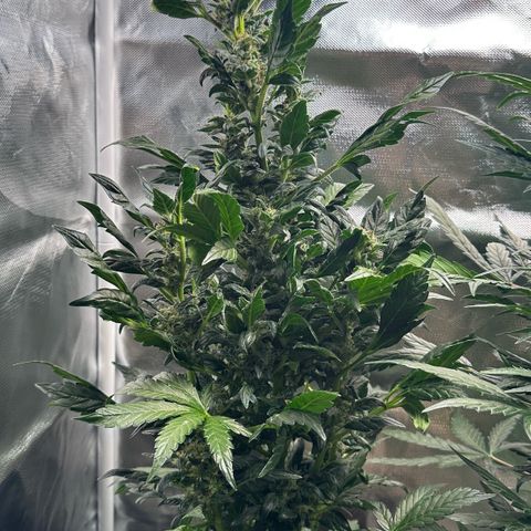 Auto Think Different  #3 growlog timeline photo