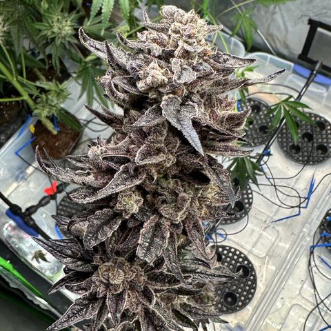 Misc x (LA Kush x Zkittles) #22 34.14g growlog photo: Harvest day