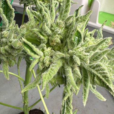 CxLAZ #06 growlog photo: Harvest day