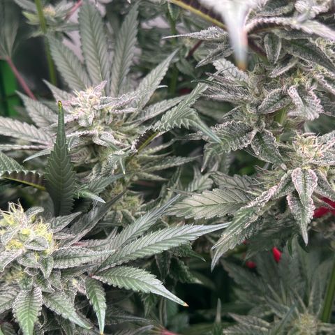 MiscxLAZ #22 C 42.33g growlog timeline photo
