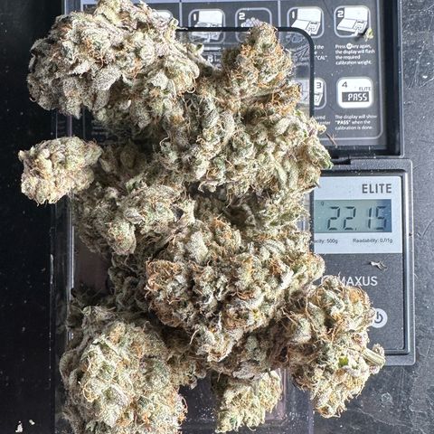 CxLAZ #31 58.75g growlog photo: Trimmed and moved to jar
