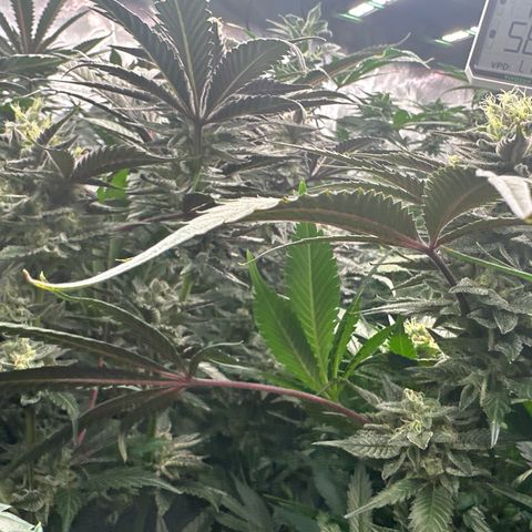 CxLAZ #03 C #1 58.58g growlog photo: Leaf tips curling up and dying 